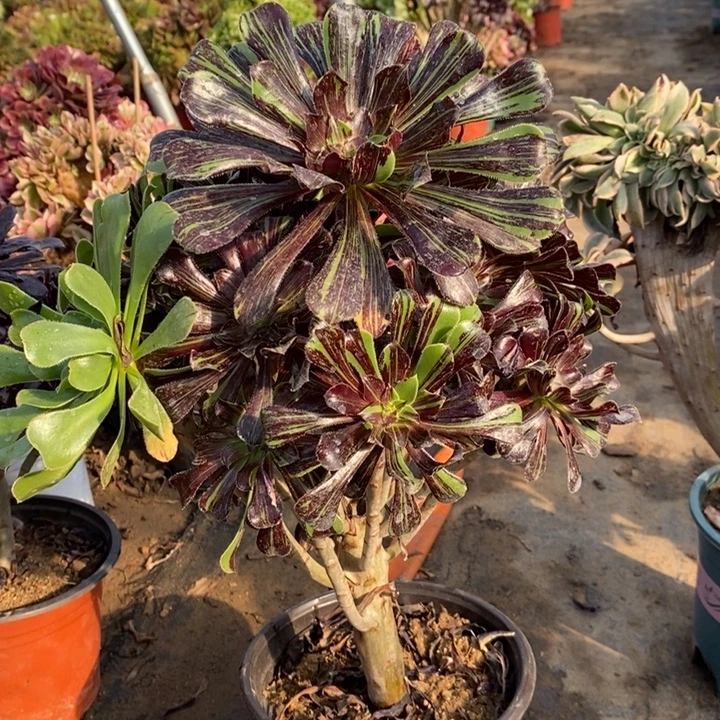 水墨丹青多肉植物17