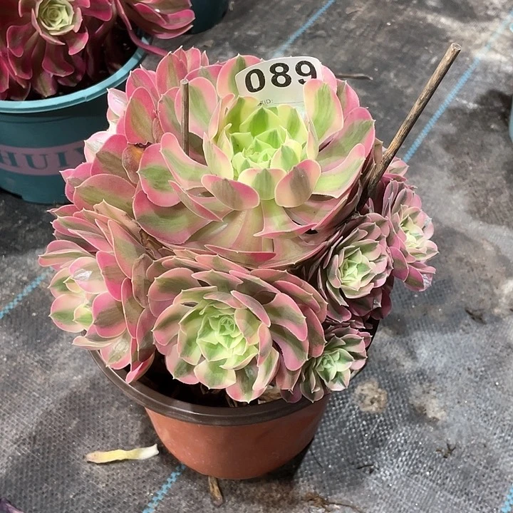 089粉女巫 冠幅21