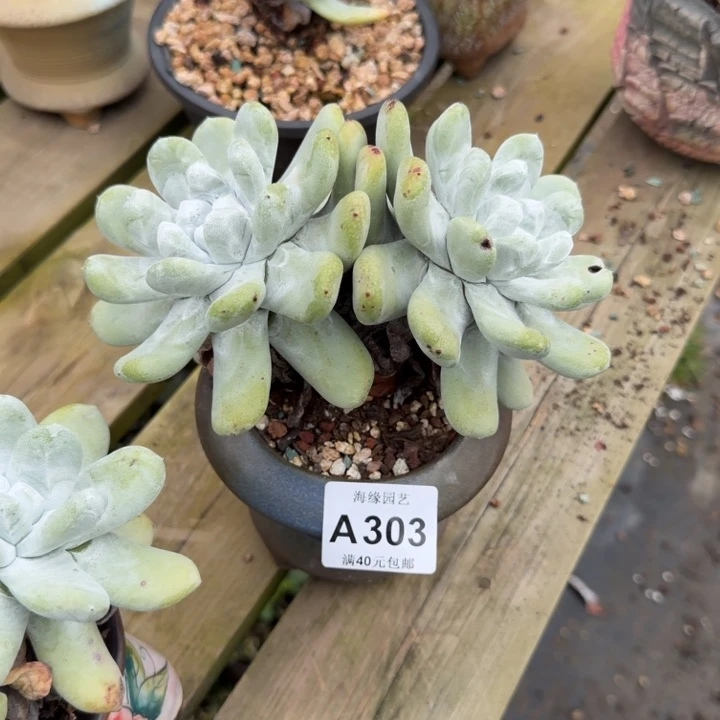 拇指仙女杯多肉植物