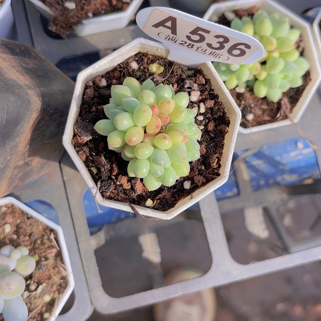 A536精灵奶一物一拍