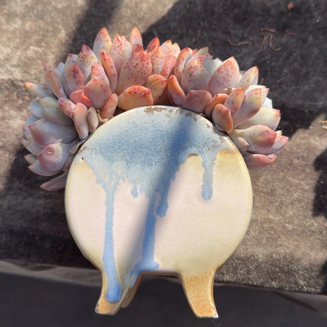 何*带盆发货，专拍链接