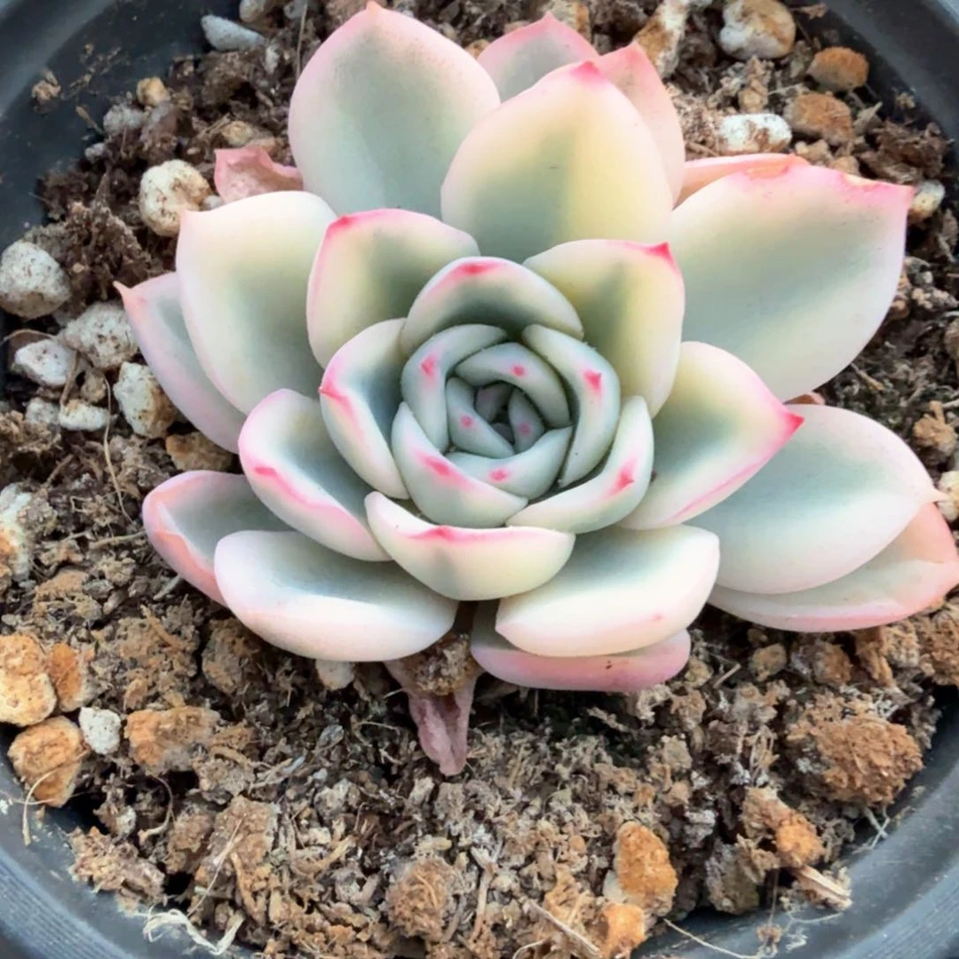 雨燕座锦 锦上园艺青岛场