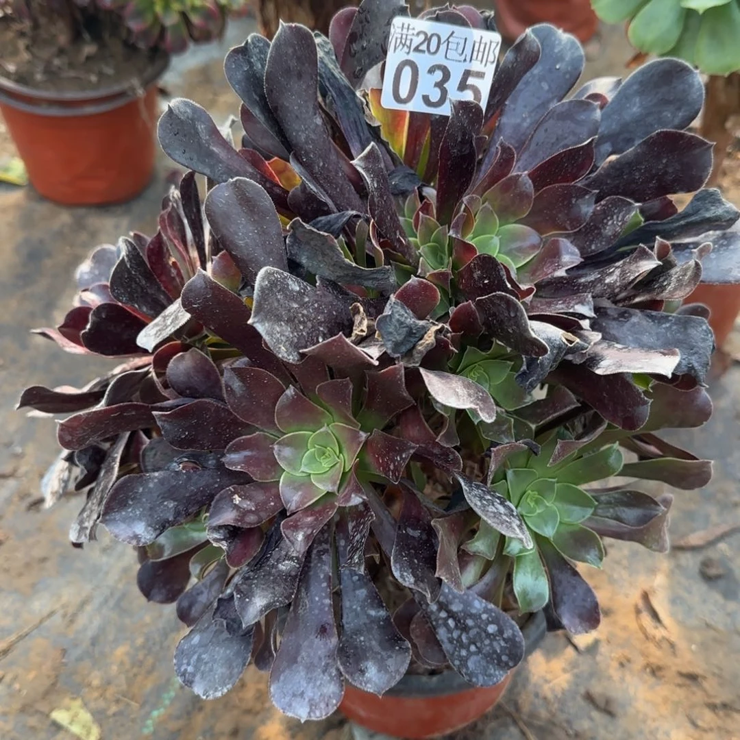 梅花博迪035满20包邮断枝不包