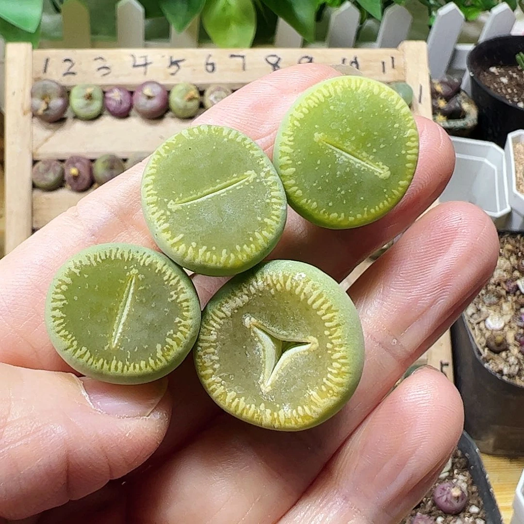 无花朵绿光阳一手…………