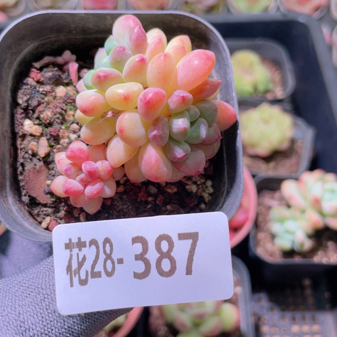 花利美28-387冰彤