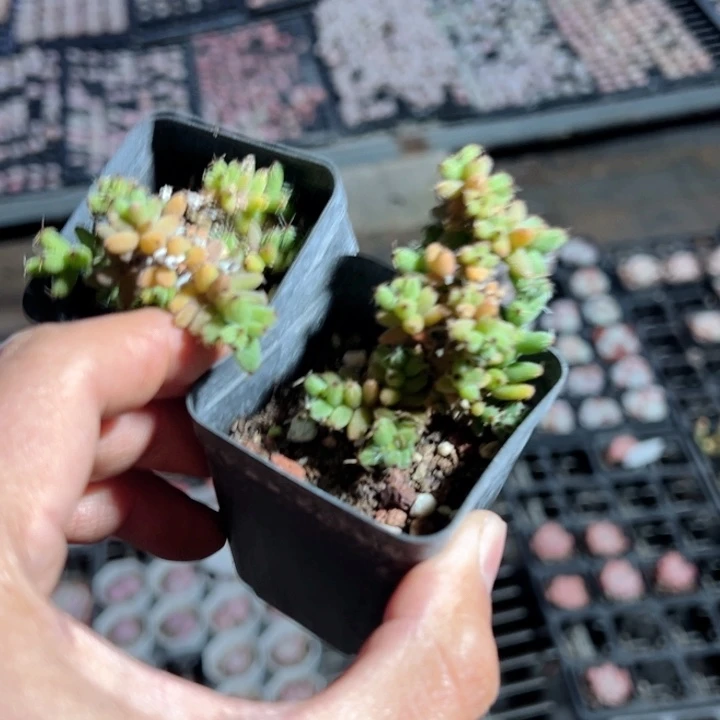 爆米花一颗量拍多肉满20包邮