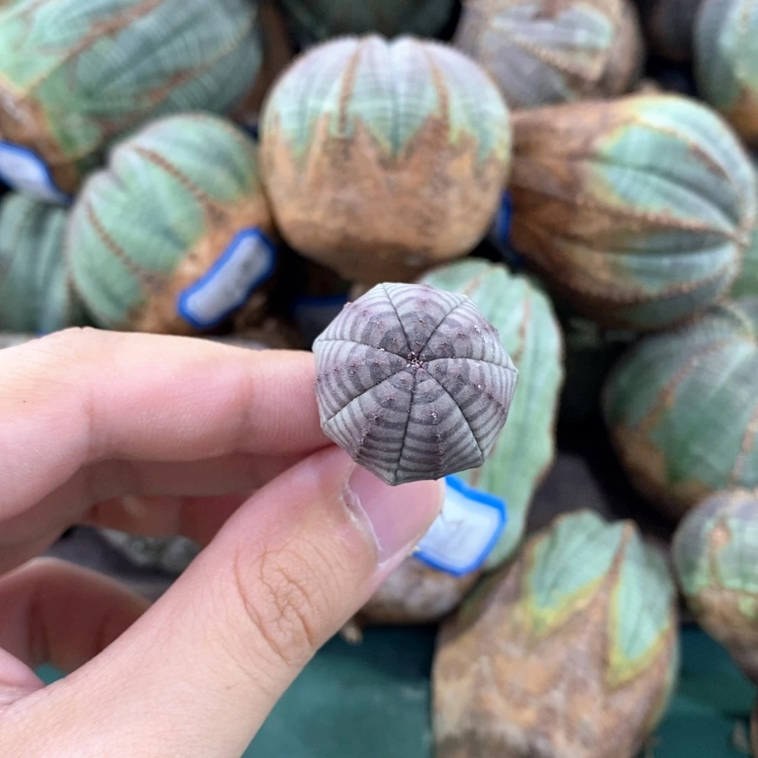 原产地布纹球多肉植物