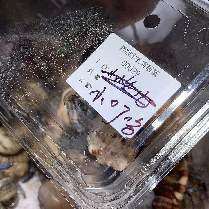 小叮当专拍奔跑的寄居蟹