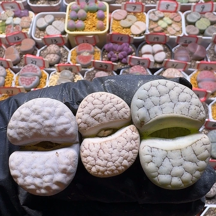 福利无售后2:：。在。 283号