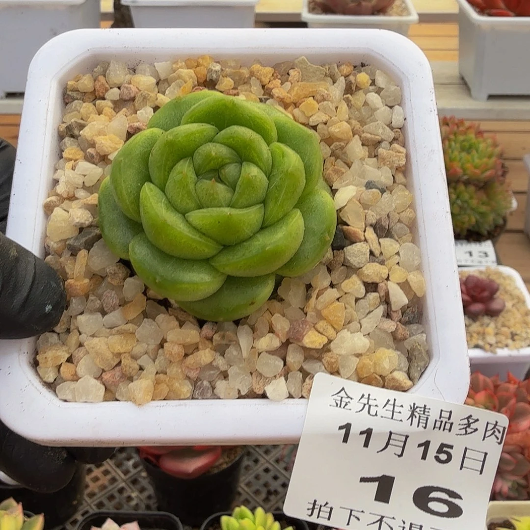 1115-16绿福珍妮单头