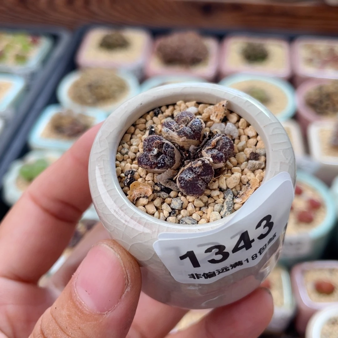 无花朵1343-一物一拍 带盆