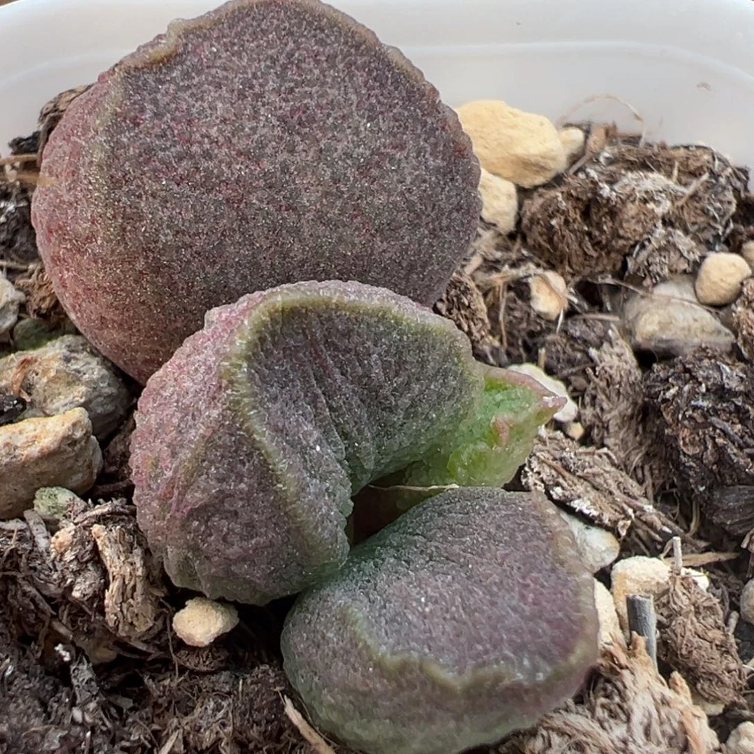 紫色系实生新品大苗多肉植物