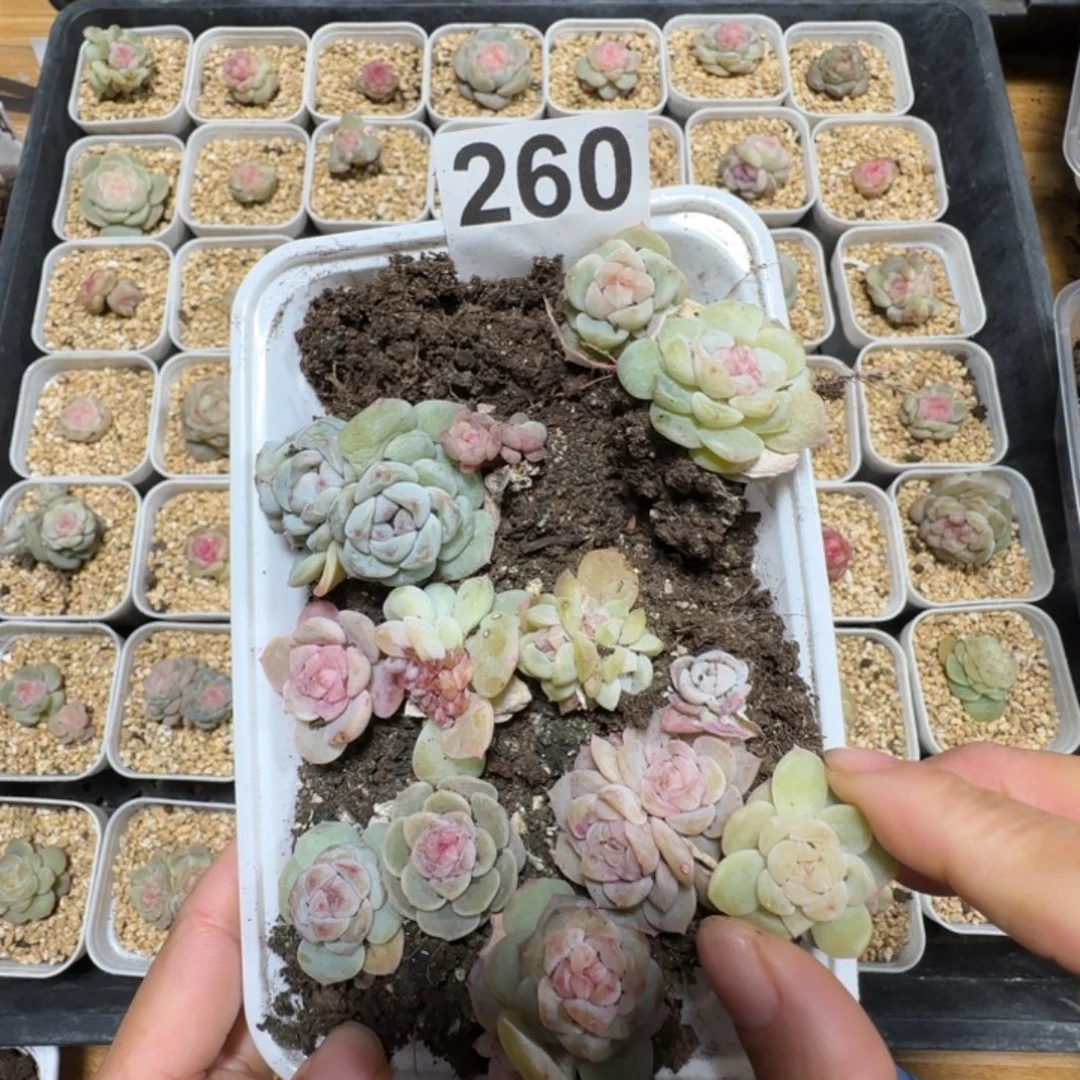 260 王者珍妮一盒