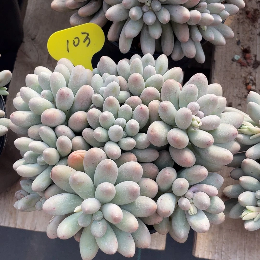 大叶汤圆多肉植物103