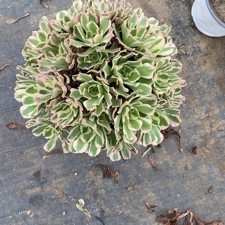 白凤61多肉植物法师法师