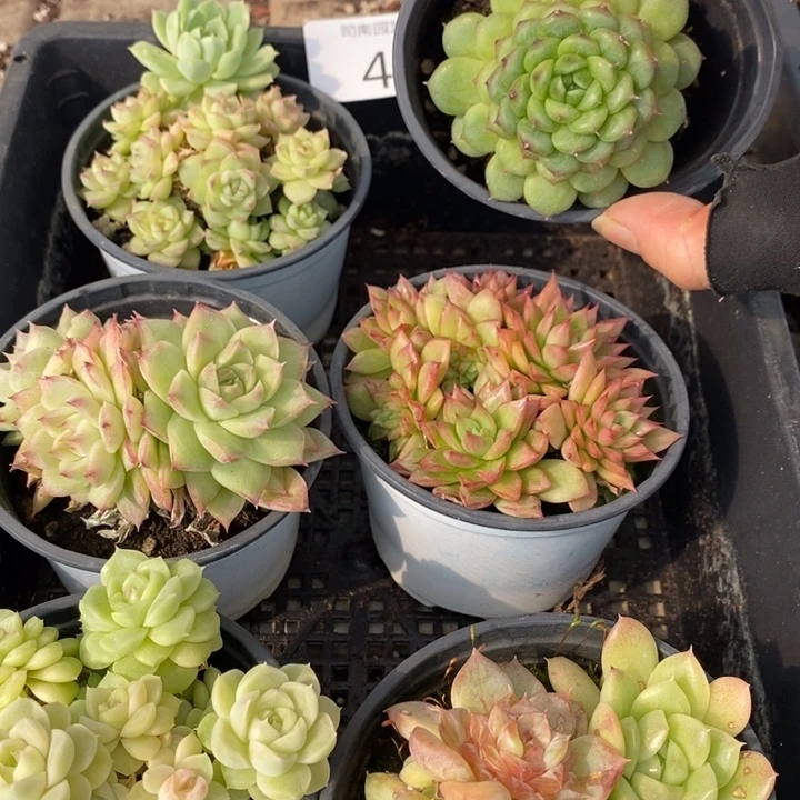 4 多肉植物盆栽花卉