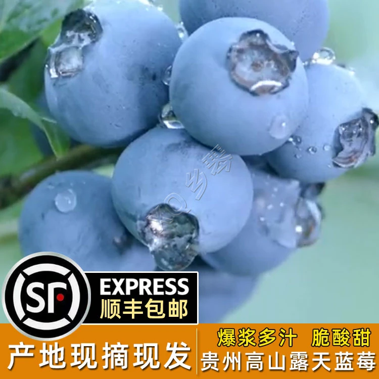 贵州麻江高山新鲜蓝莓鲜果当季时令露天水果清脆香甜产地现摘现发