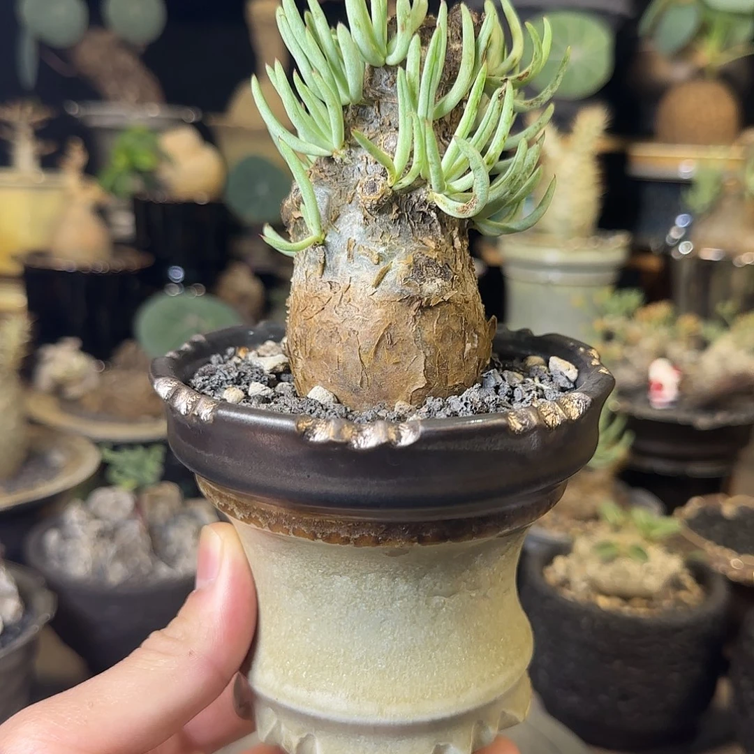 一物一拍白象奇峰锦360