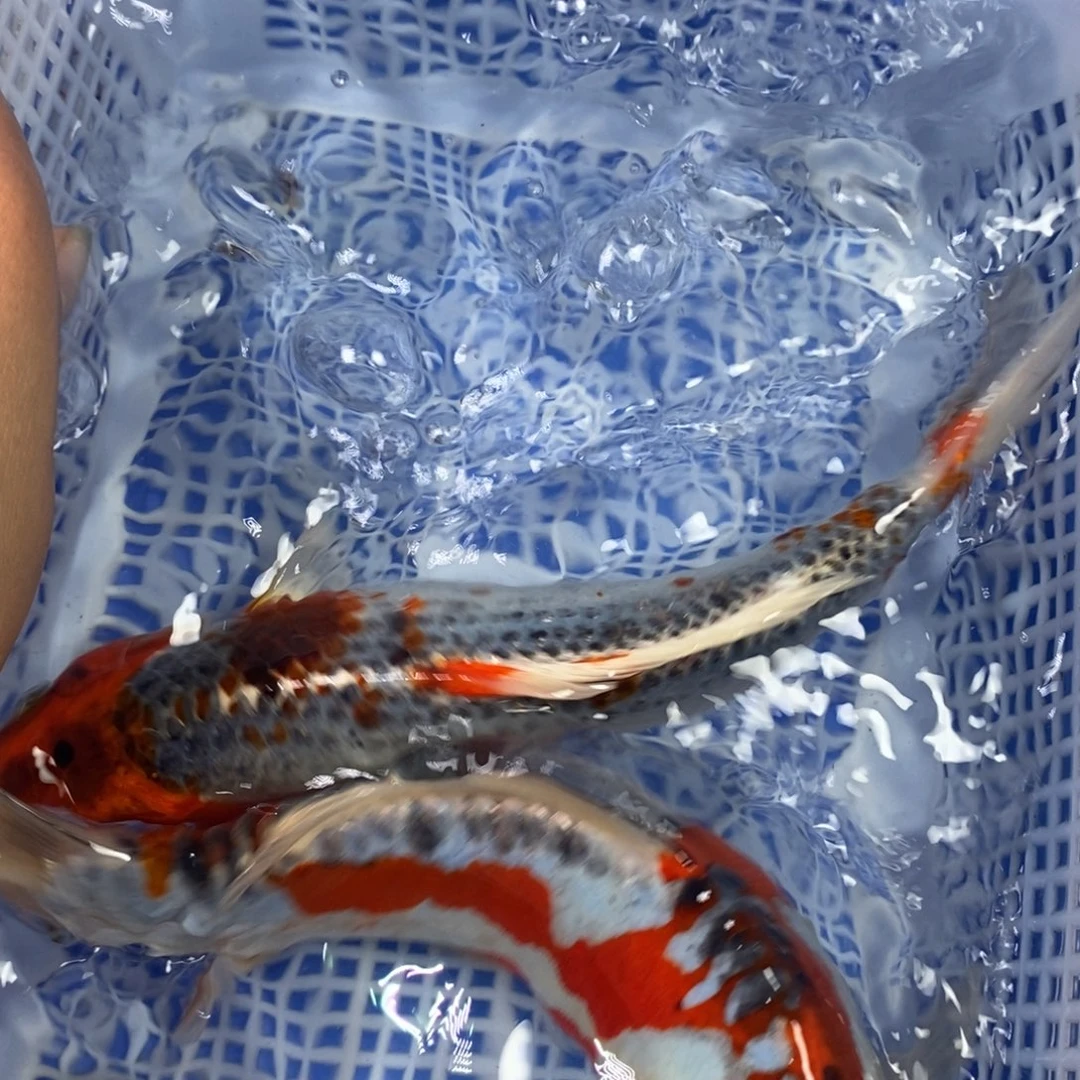 锦鲤冷水锦鲤包邮