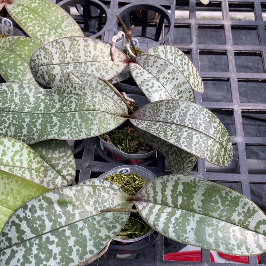 当前无花栽培后可以开花大树西雷利一颗