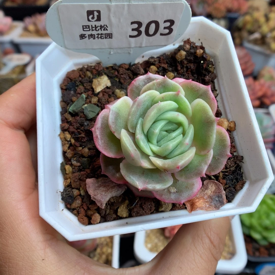 303昂斯诺石化绿体多肉