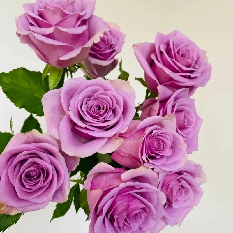 【云台花卉】冷美人单头玫瑰10/20枝 两单升级顺丰冷链