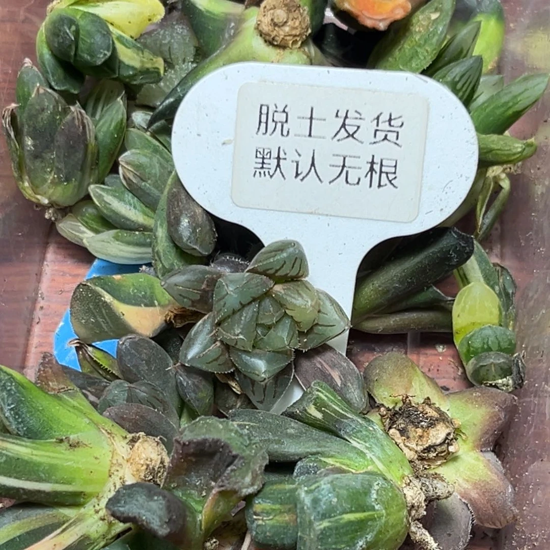 诶*嘿恭喜发财大吉大利568