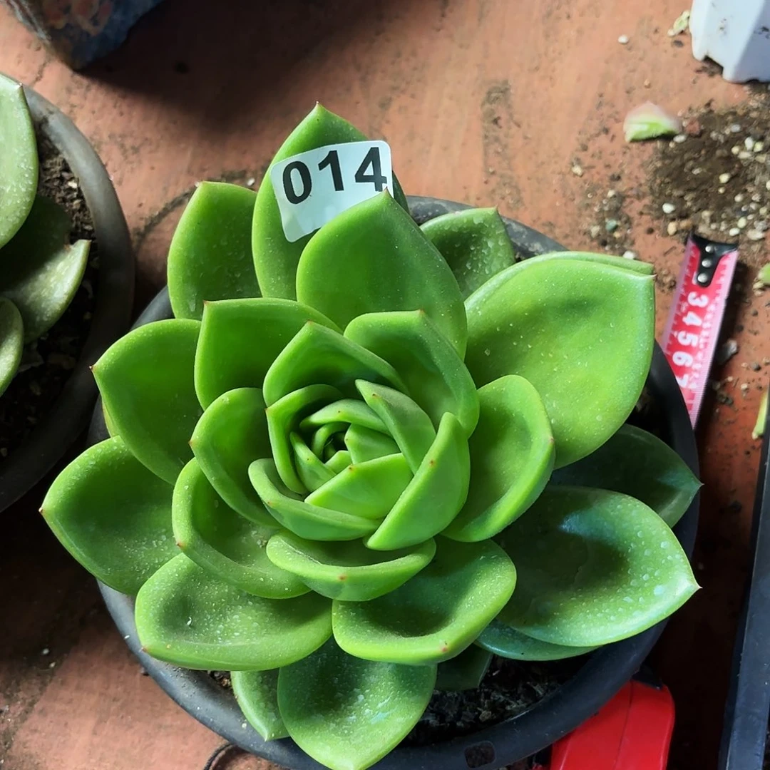 钩子哥福利专场014