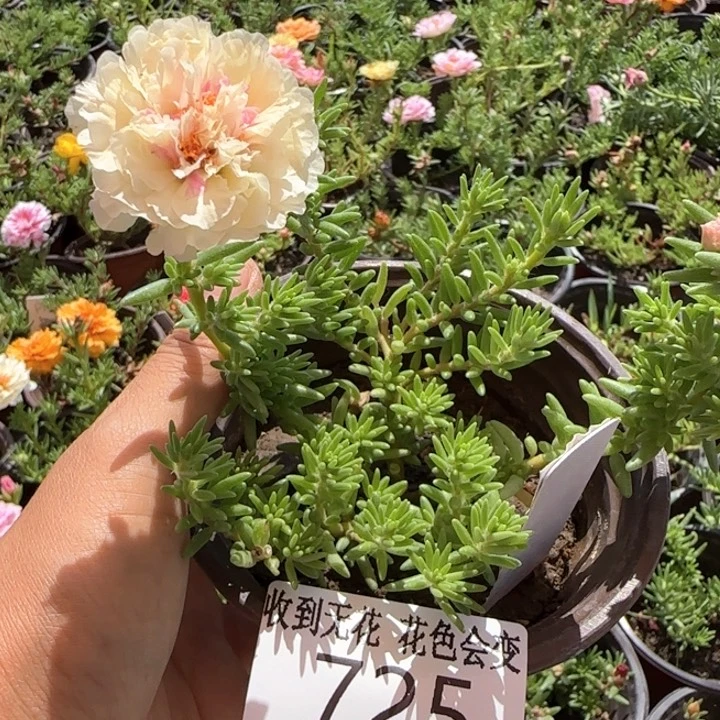 全部花朵725奶油蛋糕超小苗盆口10cm