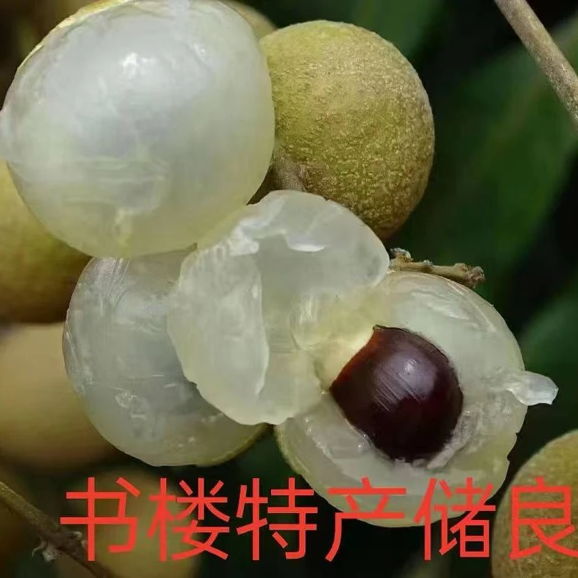 新鲜现摘龙眼爆甜多汁整箱水果