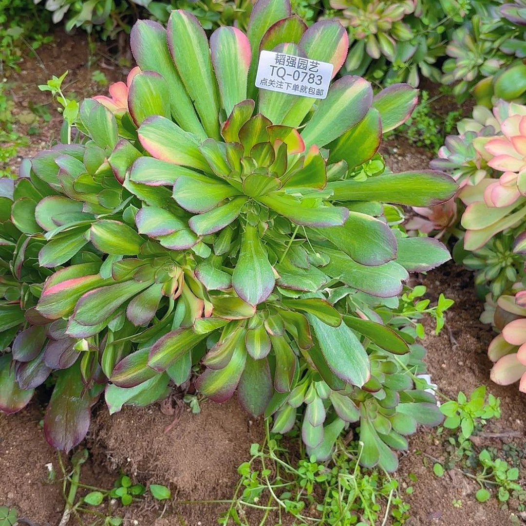 普****厂绍七彩砍头群多肉植物783