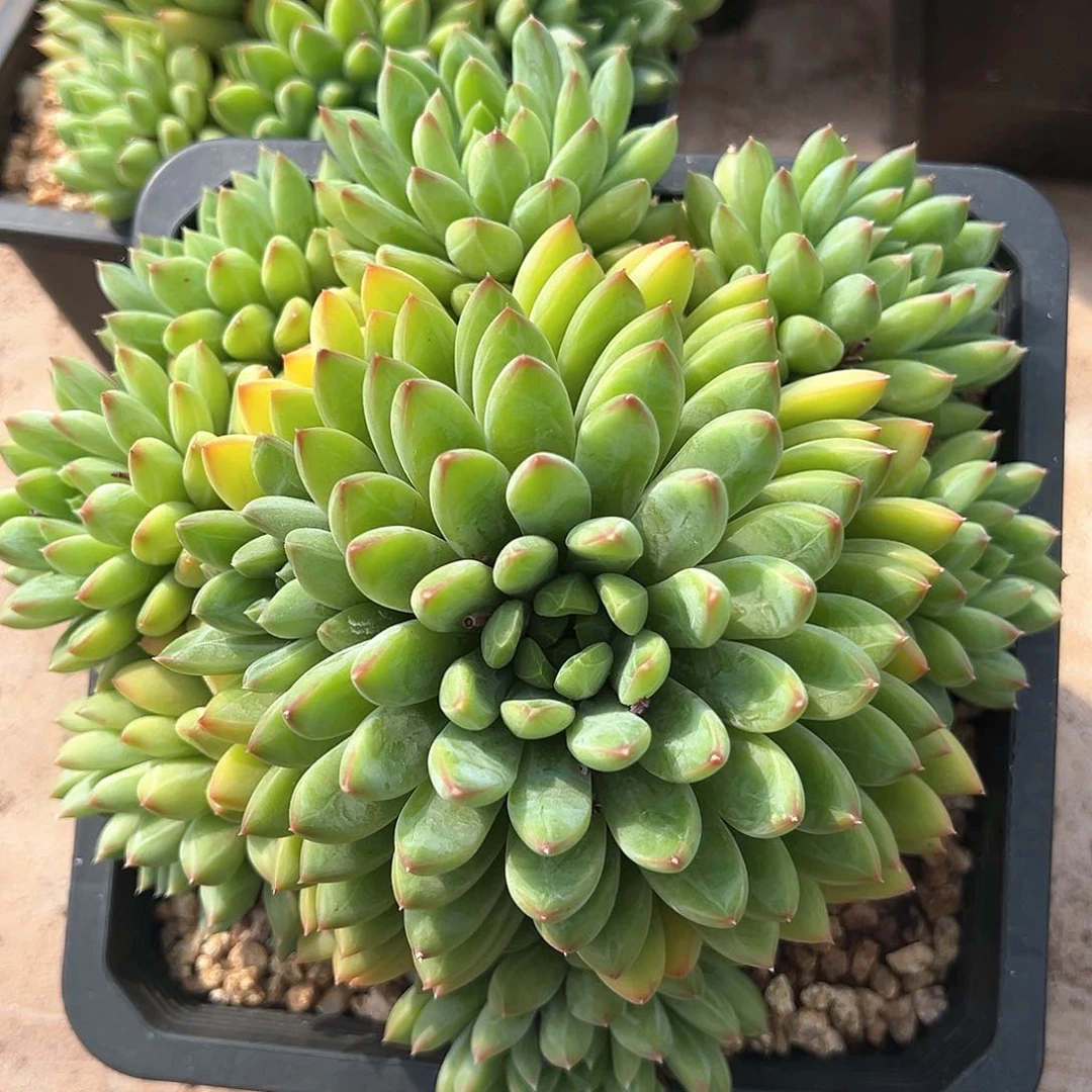 星际迷航完美捧花18厘米可挑