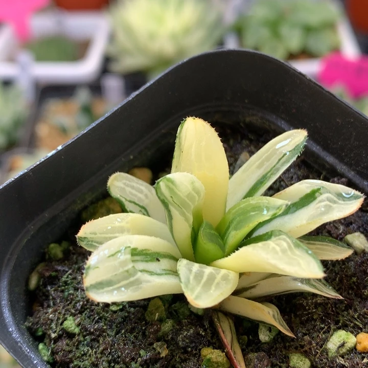 姬寿锦带盆土发货