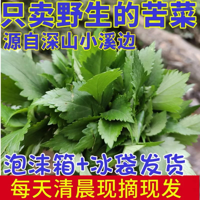 广东新鲜苦斋婆苦斋菜败酱草白花食用野菜当天采摘加冰发货