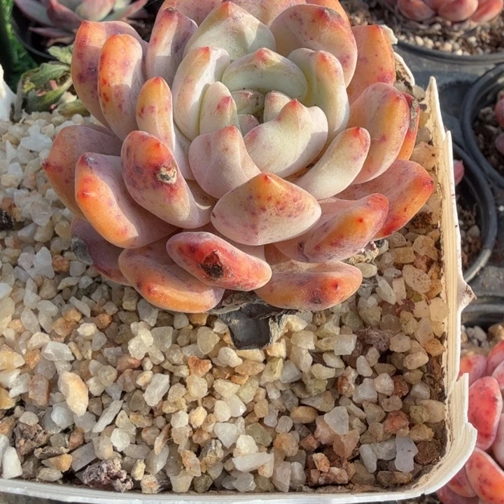 橙梦露老桩粗腿。