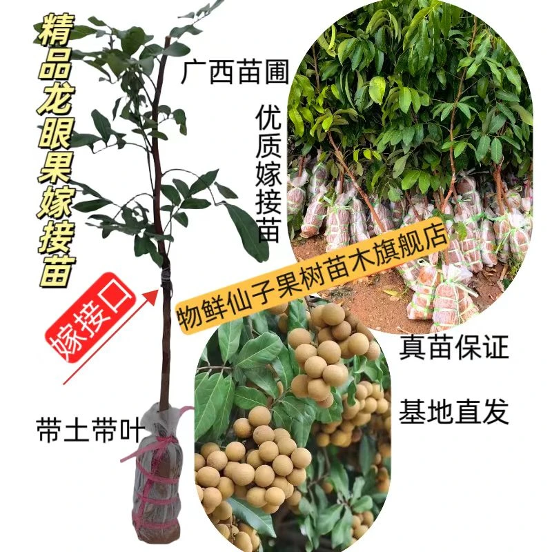 正品优质龙眼果树苗石峡龙眼果苗四季龙眼苗储良龙眼树苗南方种植