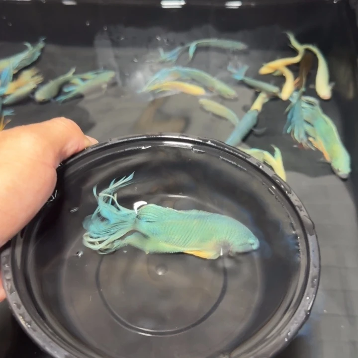 斗鱼直播间对图无纹蓝28