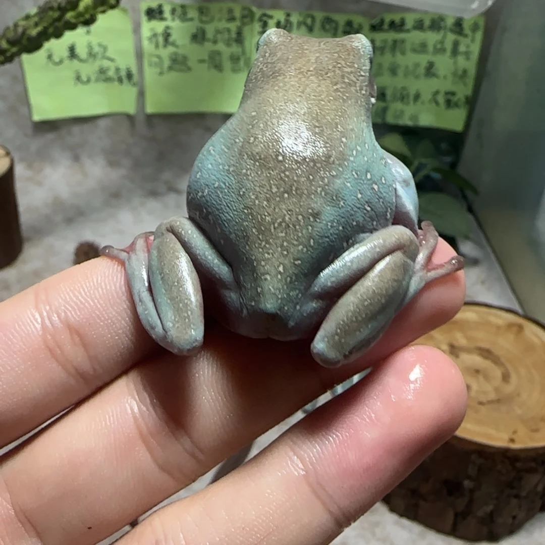 老爷树蛙6 通体金大奥蓝