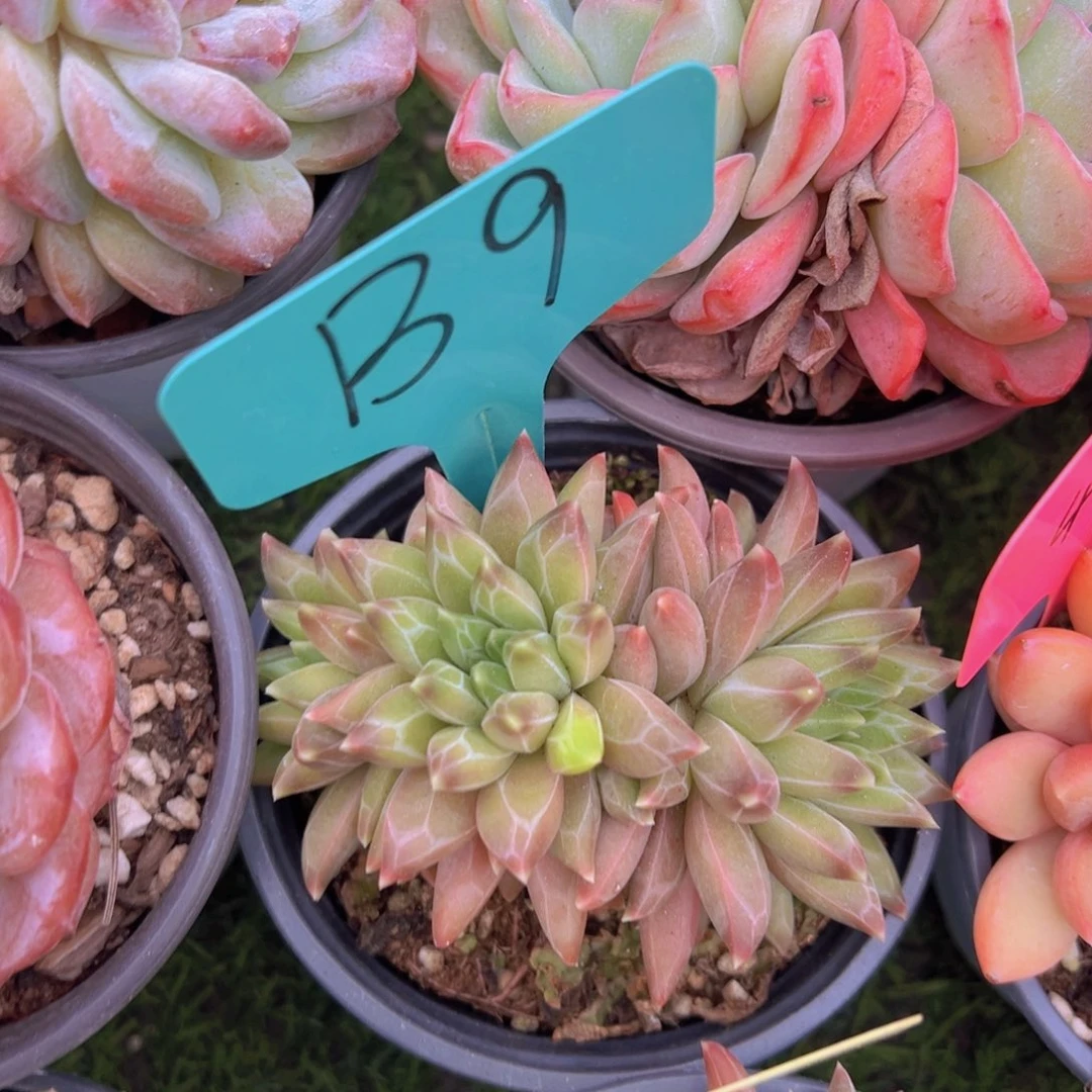 燕*福利来了来了来了来