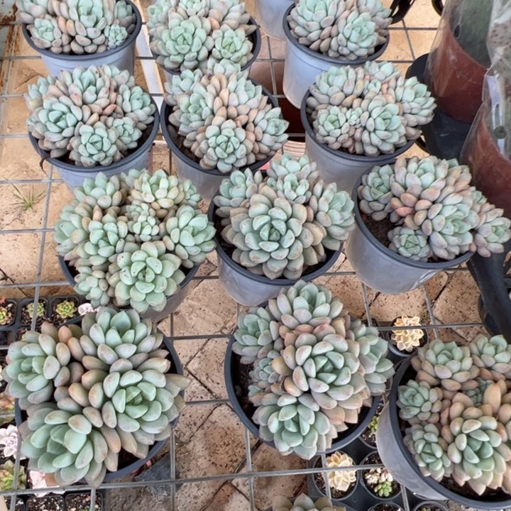 新疆包邮 玉如意