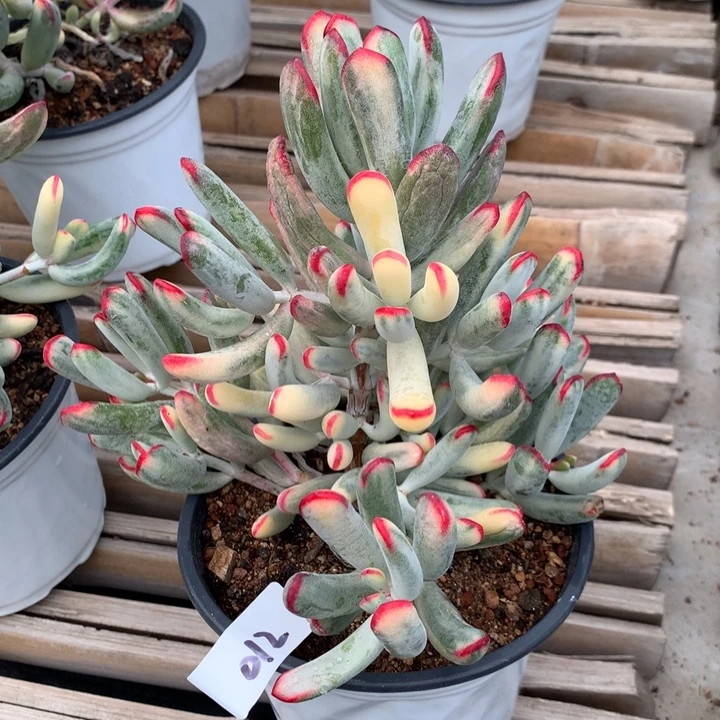 天****无花朵棒叶福娘锦012