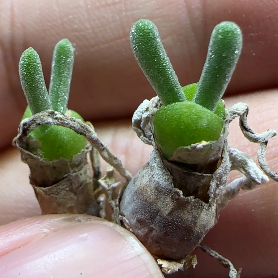 9.18。   小列岛。   2011