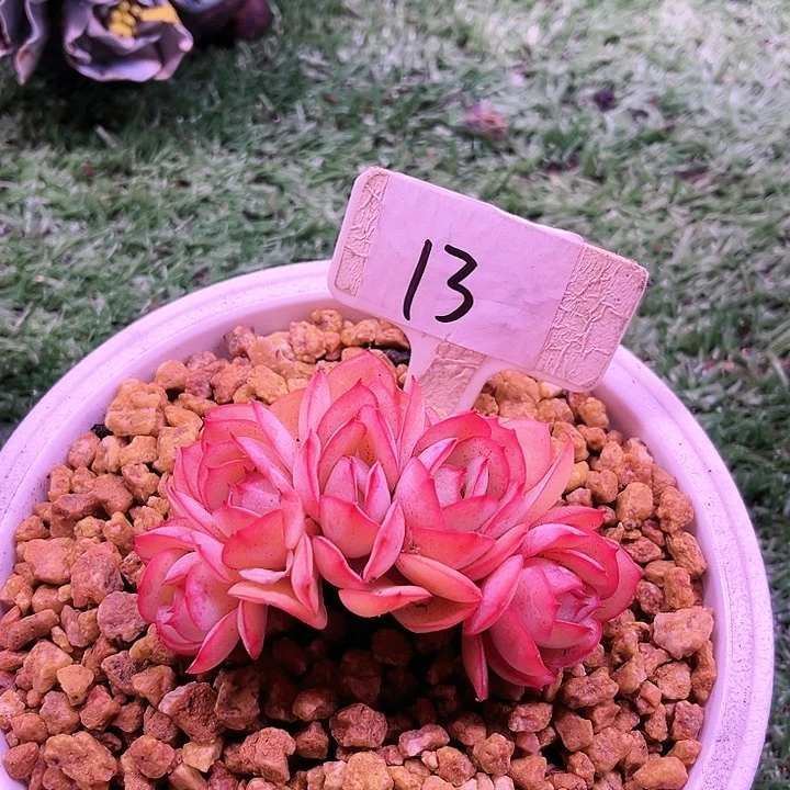 我是第一百个为妖刀应援滴打