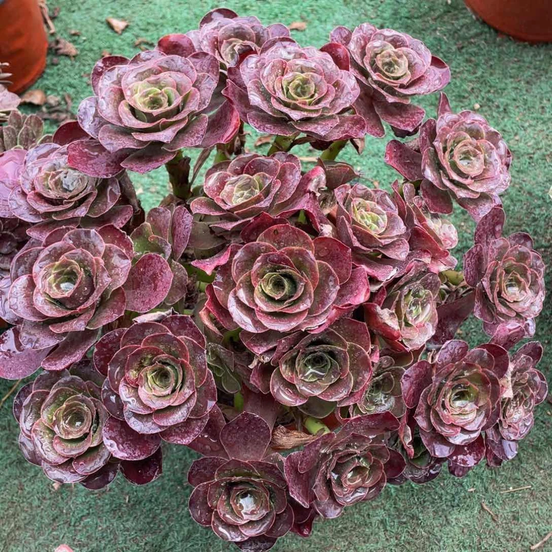 340魅金玫瑰朵朵精品法师多肉