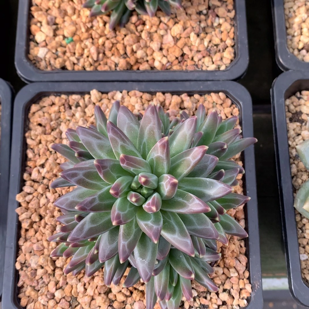 我们家的小姐姐们