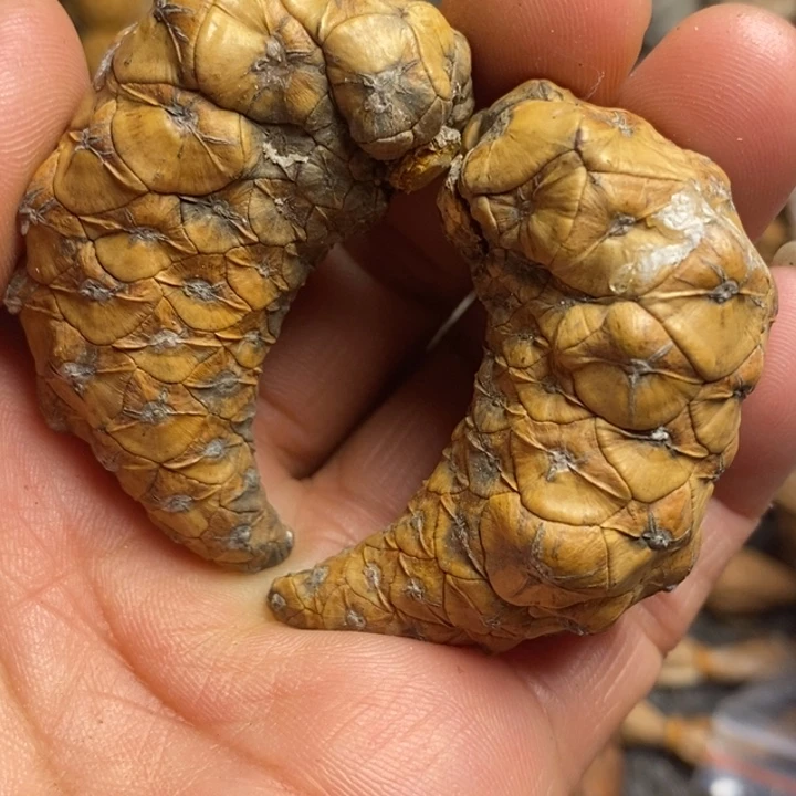 吊坠桃核东北特产70