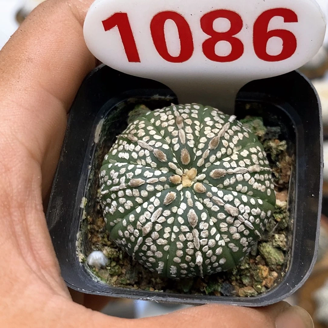 1086奇迹福利特价咯