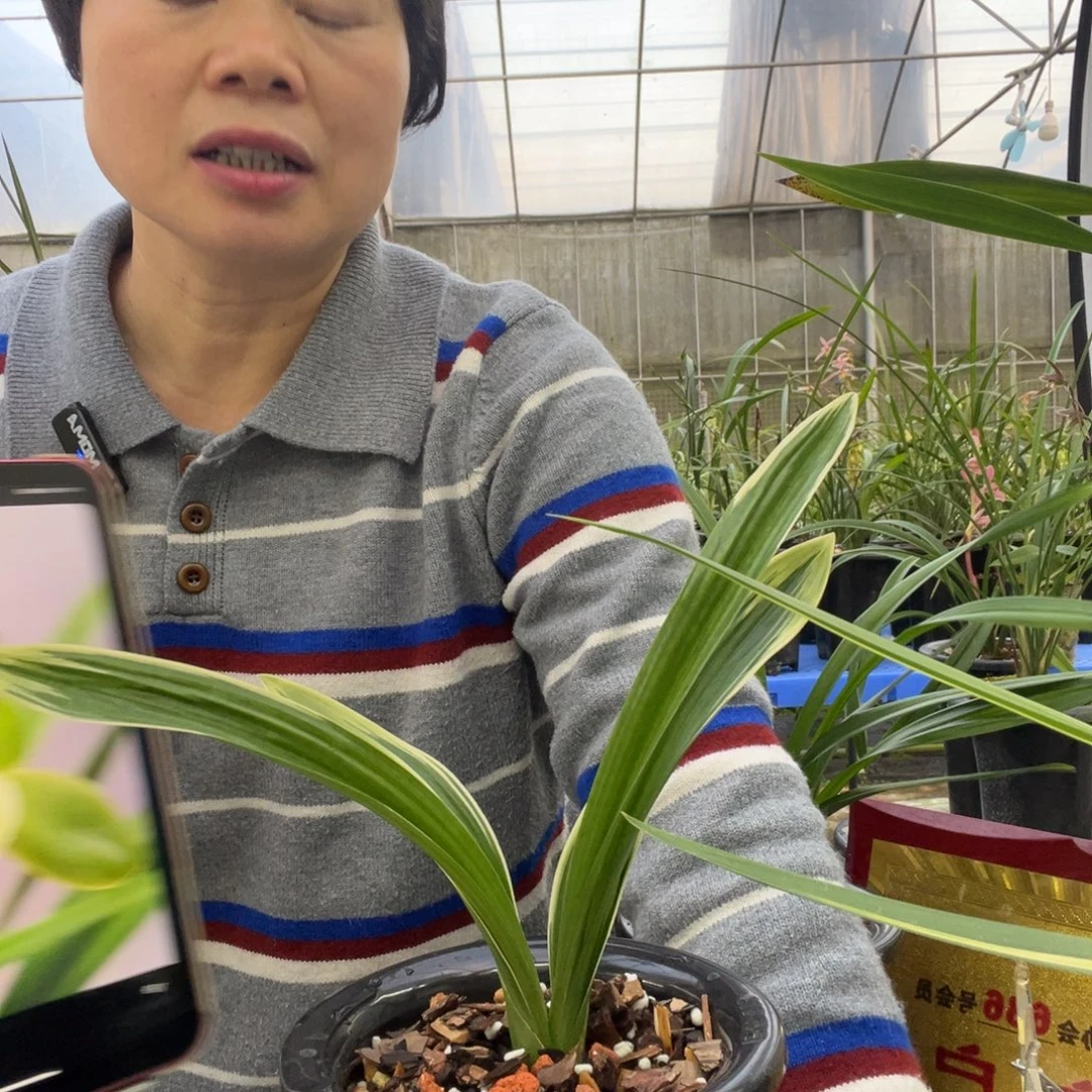 无花朵墨兰达摩1苗进化艺