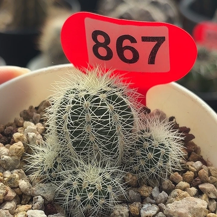 仙人球实生白云虾