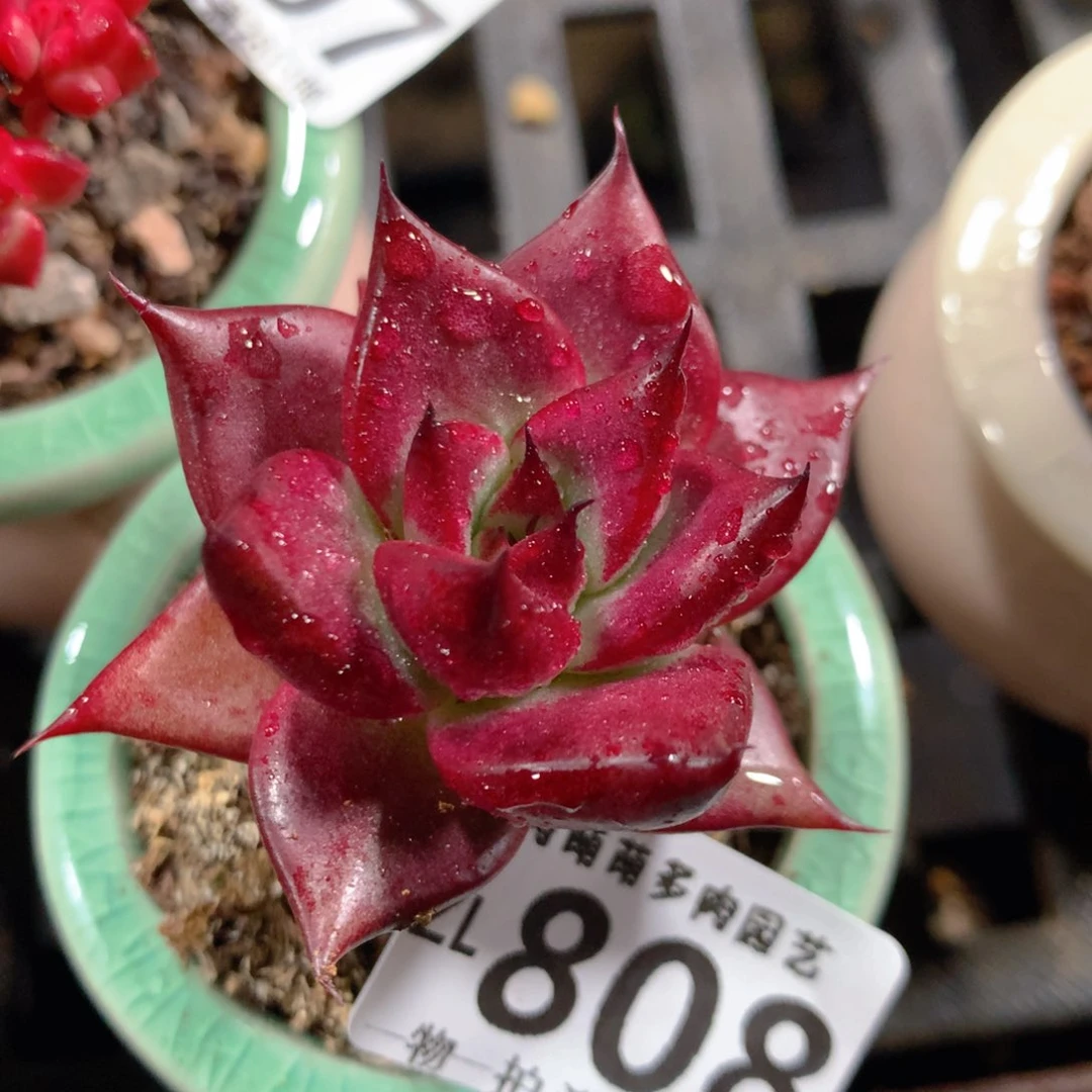 5CM拇指盆精控多肉ZL808